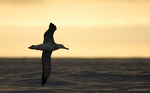 Antipodean_Albatross_1649
