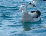 Antipodean_Albatross_5894