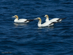 Aus_Gannet_1332