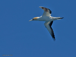 Aus_Gannet_5686