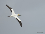 Aus_Gannet_9494