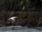 Aus_Gannet_9688