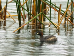 Aus_Little_Grebe_9060