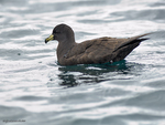 Black_Petrel_9409