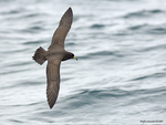 Black_Petrel_9749