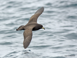 Black_Petrel_9751