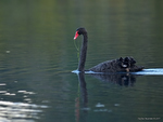 Black_Swan_0622