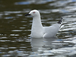 Black-billed_Gull_0769