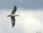 Black-billed_Gull_0780