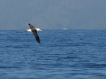 Black-br_Albatross_1825