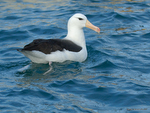 Black-br_Albatross_6104