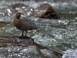 Blue_Duck_0679