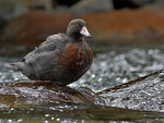 Blue_Duck_0699