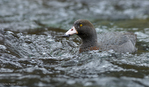 Blue_Duck_0724