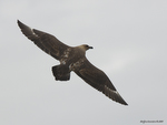 Brown_Skua_0945