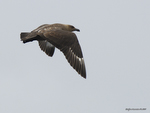 Brown_Skua_0947