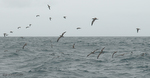 Buller's_Shearwater_5157