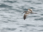 Buller's_Shearwater_9375