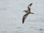 Buller's_Shearwater_9417