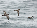 Buller's_Shearwater_9634