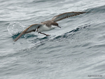 Buller's_Shearwater_9656