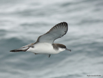 Buller's_Shearwater_9660