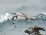 Buller's_Shearwater_9716