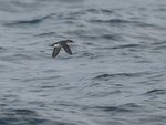 Common_Div-Petrel_1216