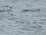 Common_Div-Petrel_1226