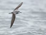 Cook's_Petrel_9414