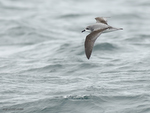 Cook's_Petrel_9625