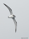 Cook's_Petrel_9780