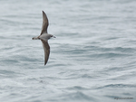 Cook's_Petrel_9783