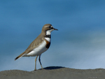 Double-banded_Plover_1460