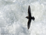 Double-banded_Plover_1467