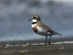 Double-banded_Plover_1496