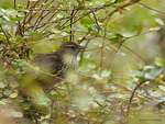 Fernbird_0212