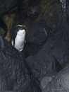 Fiordland_Penguin_0896