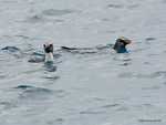 Fiordland_Penguin_1133