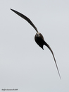 Grey-faced_Petrel_9729