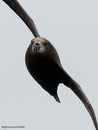 Grey-faced_Petrel_9729x