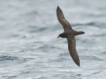 Grey-faced_Petrel_9740