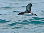 Hutton's_Shearwater_1595