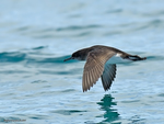 Hutton's_Shearwater_1596