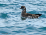 Hutton's_Shearwater_1598