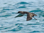 Hutton's_Shearwater_1601