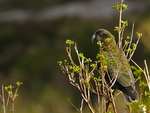 Kea_0668