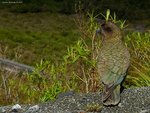 Kea_5457