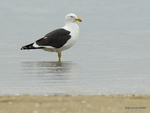 Kelp_Gull_8977