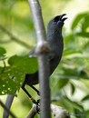 Kokako_0116